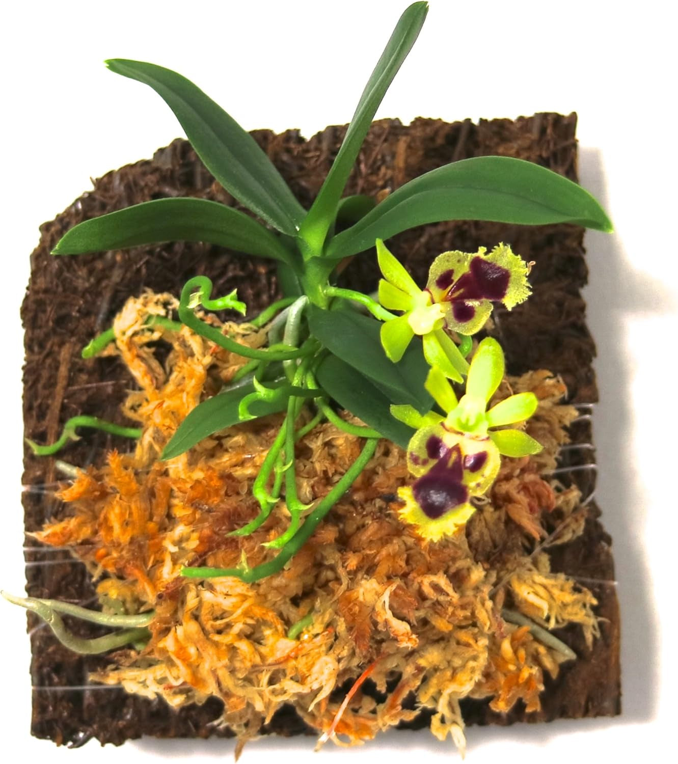 Miniature Orchid Haraella Retrocalla on Cypress Mount