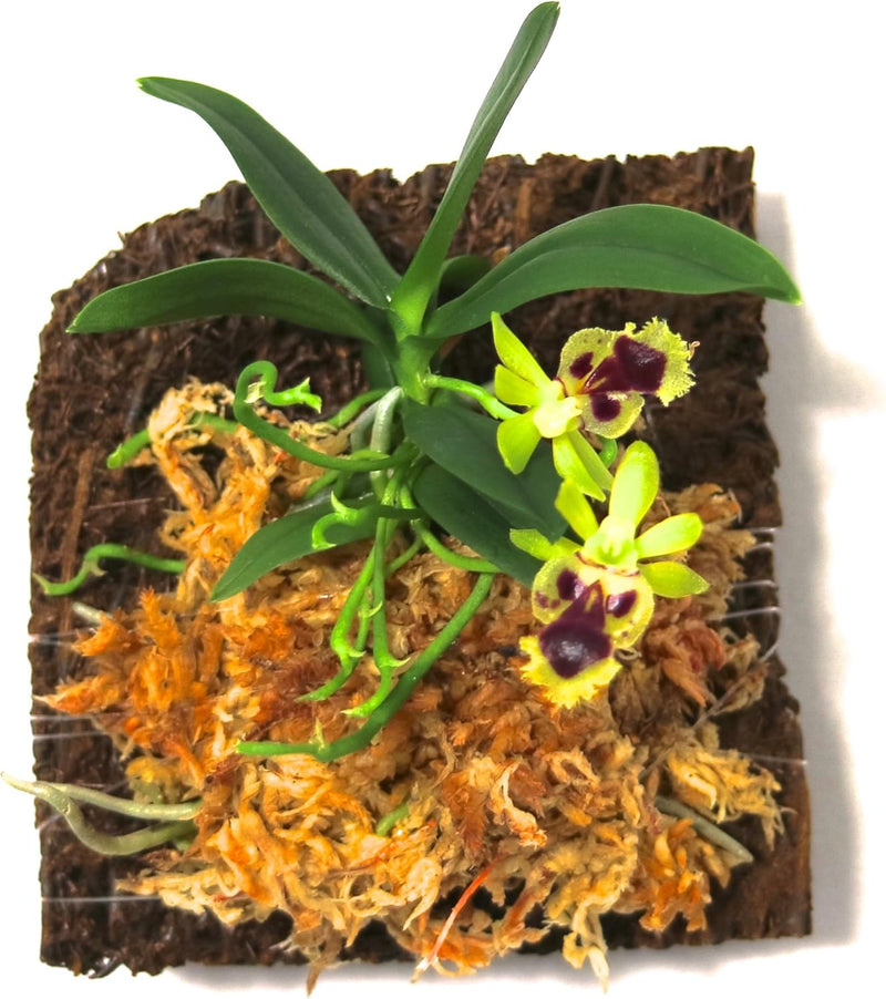 Miniature Orchid Haraella Retrocalla on Cypress Mount
