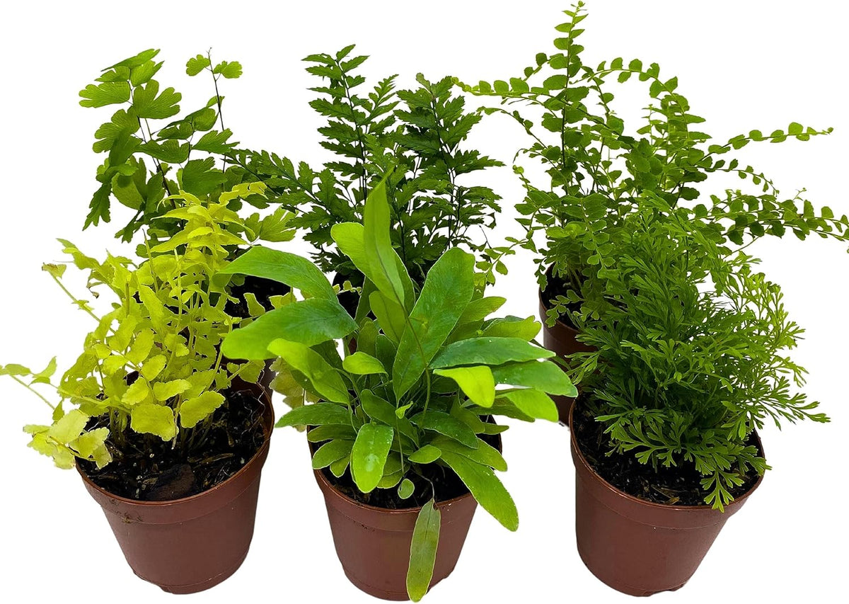 terrarium plants ferns Assorted Fern Collection in 2-Inch Pots