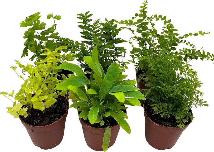Fern Variety Assortment, 6 Different Ferns in 2 Inch Pots Tiny Mini Pixie Plants