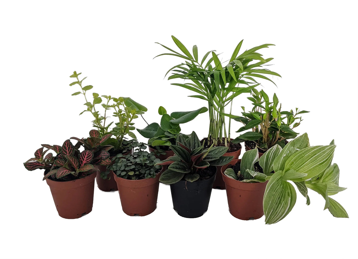Terrarium and Fairy Garden Plant Set