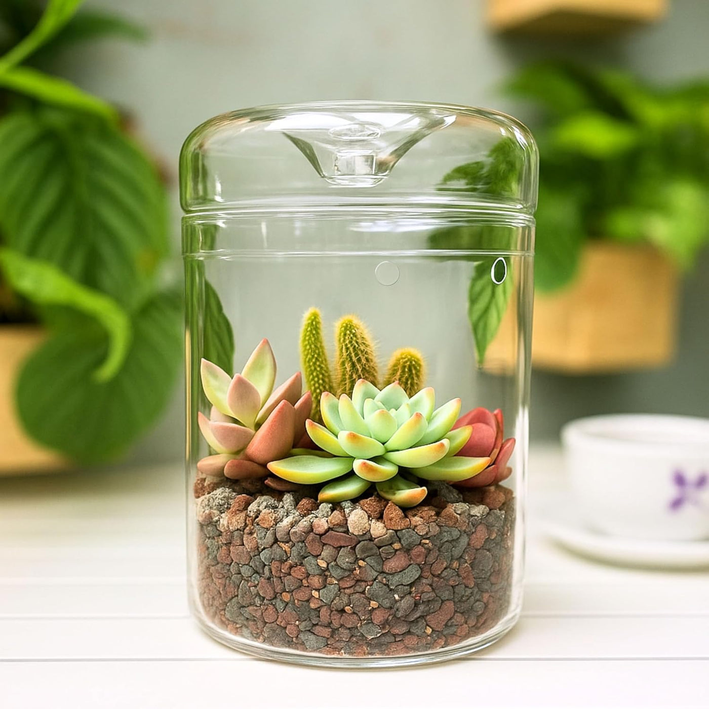 Glass Terrarium Jar with Lid for Indoor Plants