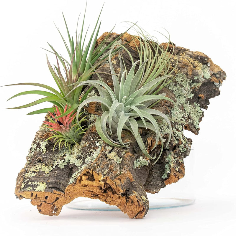 Cork Bark Kit with Assorted Air Plants and Accessories