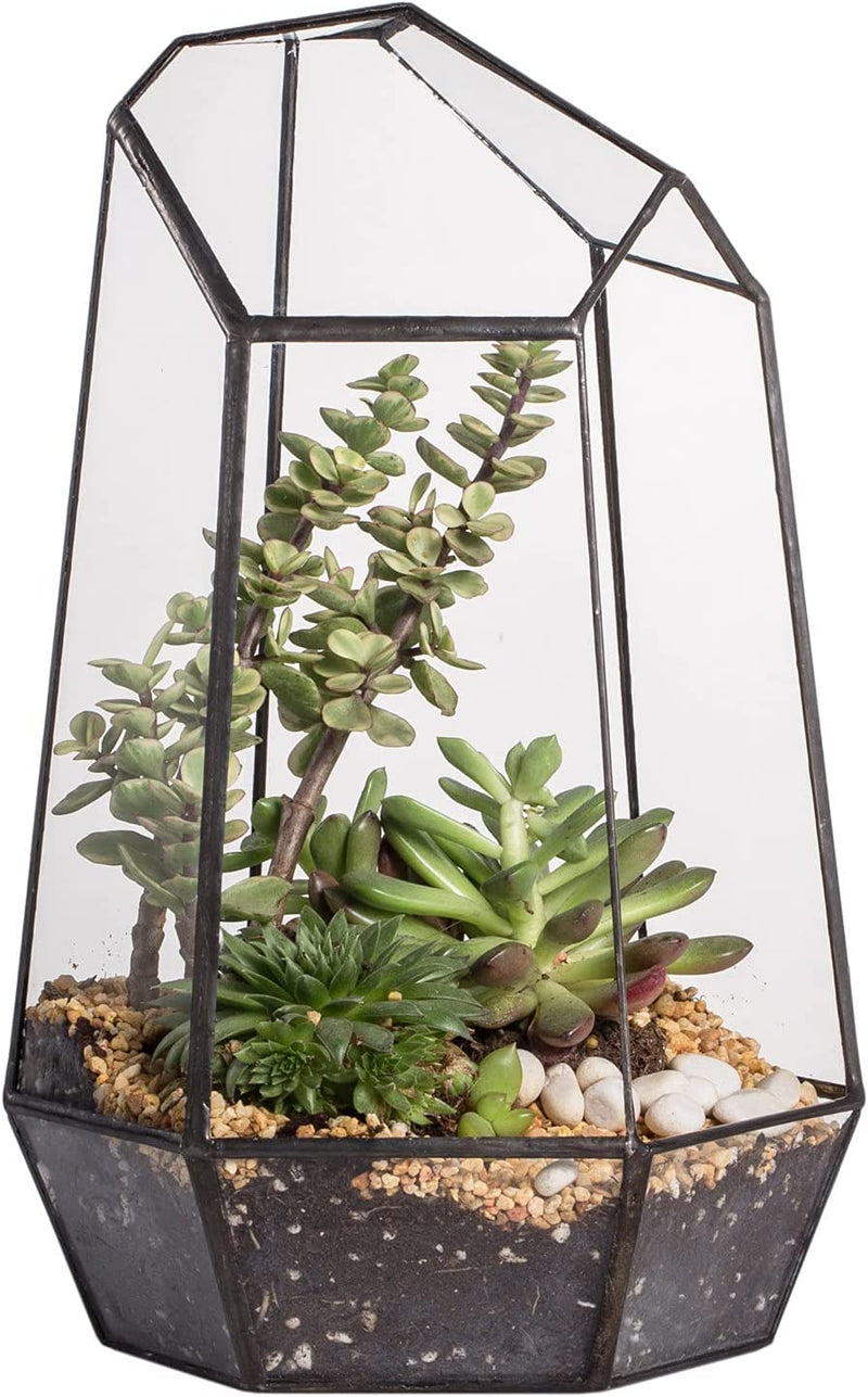 Geometric Glass Terrarium for Small Succulents and Cacti
