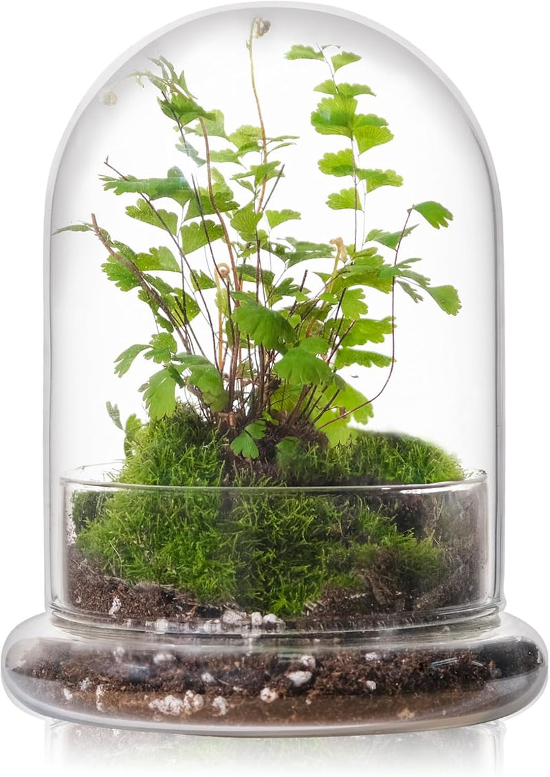Glass Cloche Terrarium with Base for Indoor Plants