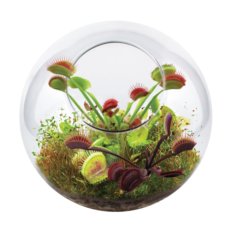 Glass Terrarium with Carnivorous Fly Trap Kit