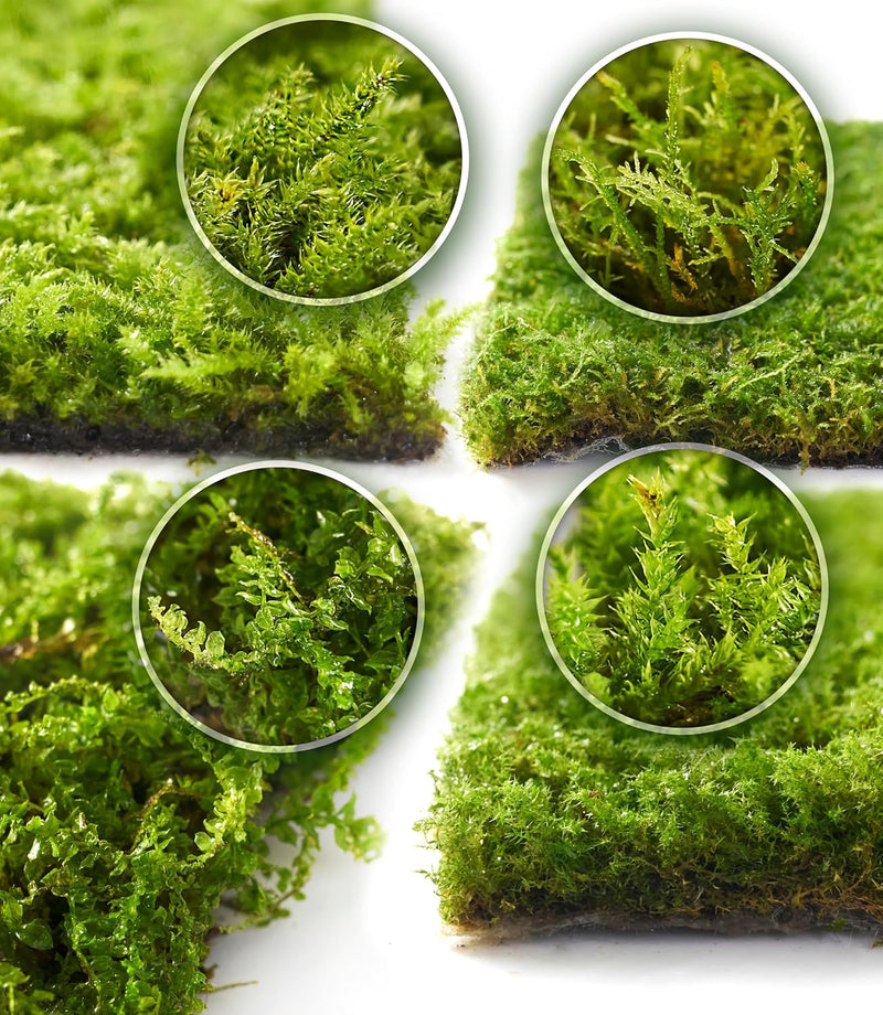 Live Moss Variety Pack for Terrariums and Gardens