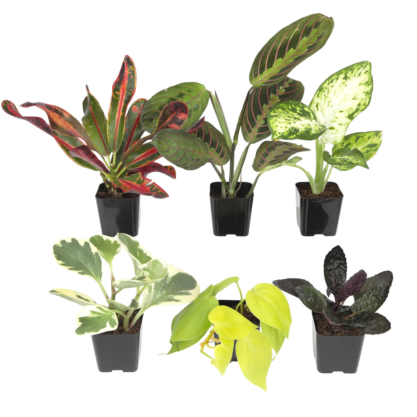 Assorted Air-Purifying Houseplants in 2-Inch Pots