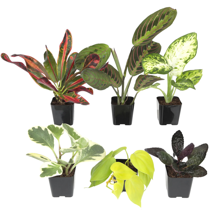Live Houseplant (6PK) - 6 Air Purifying Plants - Easy Care - 2In Pots - Indirect Sunlight -