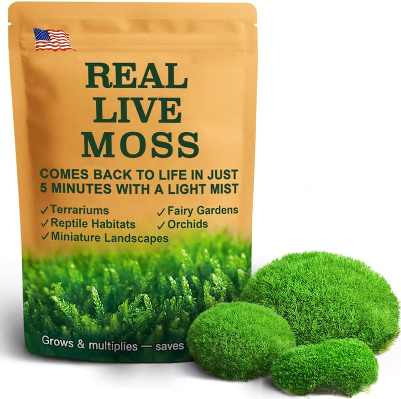 Leucobryum Moss Sheets for Terrariums and Bonsai
